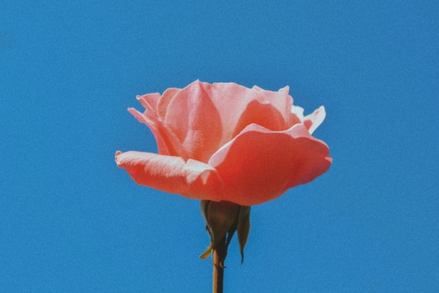  Pink carnation flower against a blue background on Valentine's Merchandising blog